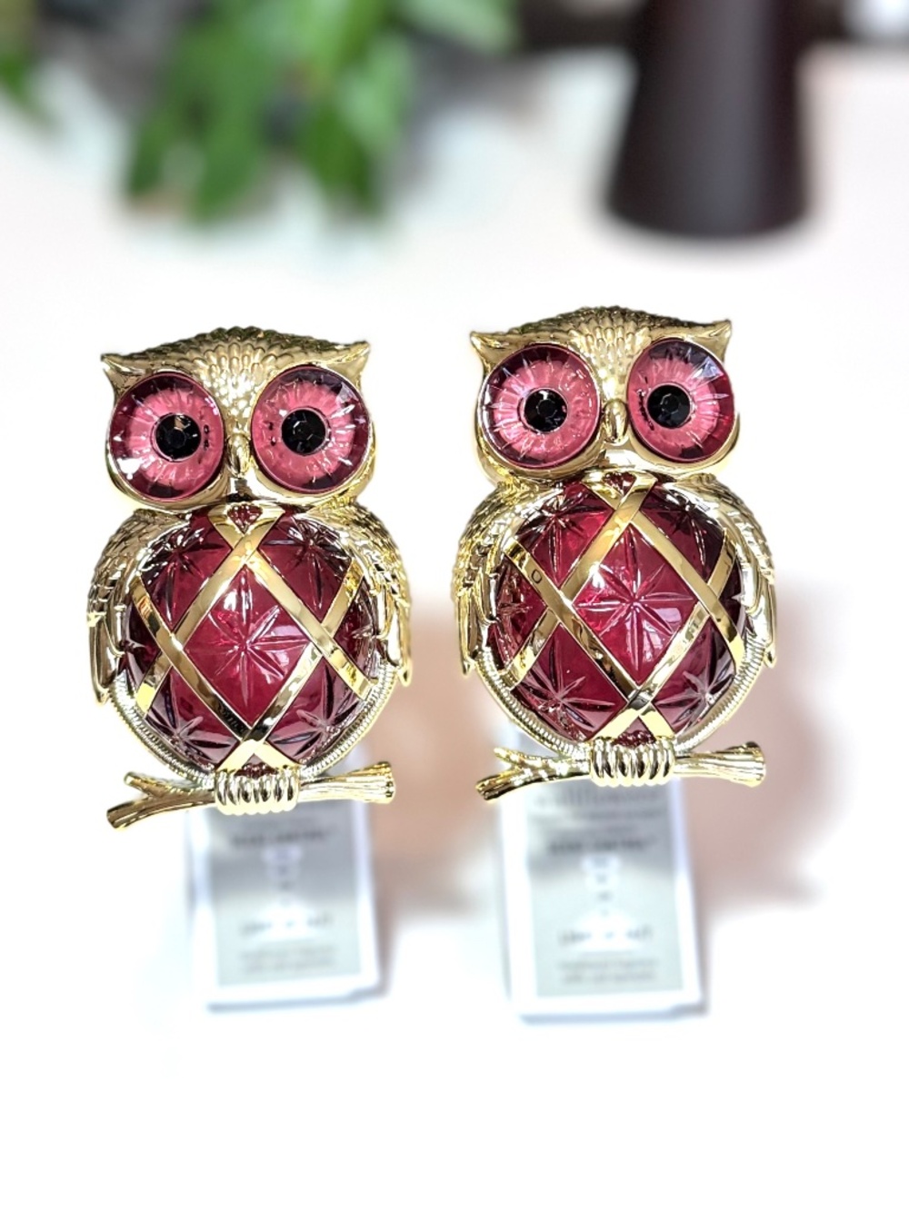 JEWEL OWL Wallflowers Plug